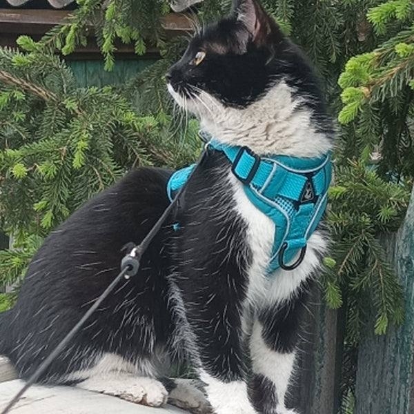 Lightweight Pet Harness