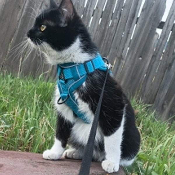 Lightweight Pet Harness