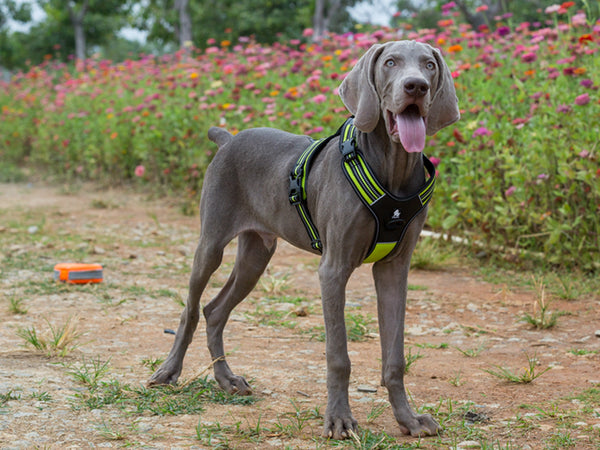 Lightweight Adjustable Dog Harness, No Pull Chest Harness Reflective Vest for Dogs