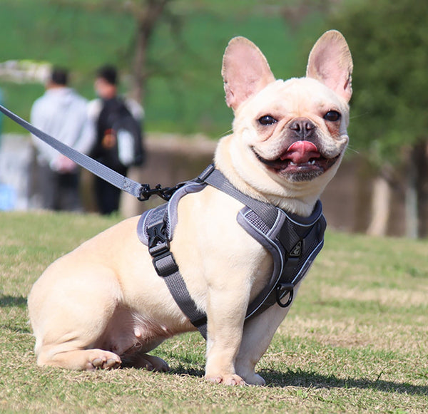 Cat Harness, Reflective Lightweight Cat and Dog Vest Harness