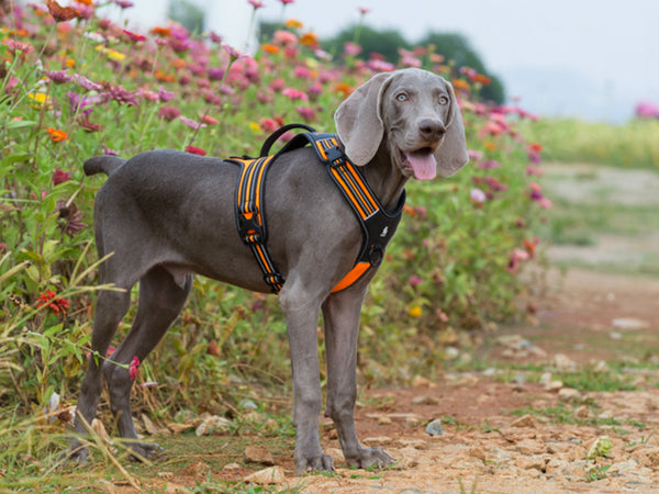 Lightweight Adjustable Dog Harness, No Pull Chest Harness Reflective Vest for Dogs