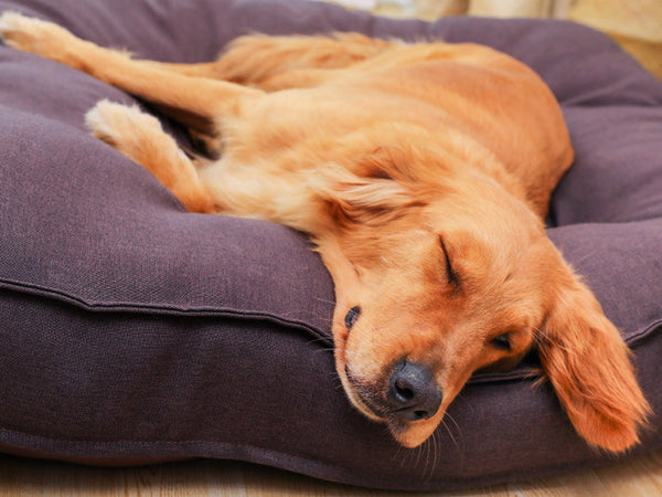 Dog Pillow Bed, Thick Padded Dog Cushion With Removable Washable Cover