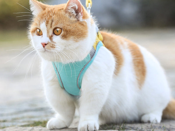 Cat Harness and Leash Set, Cat Breathable Harness and Rope in Pastel Colours