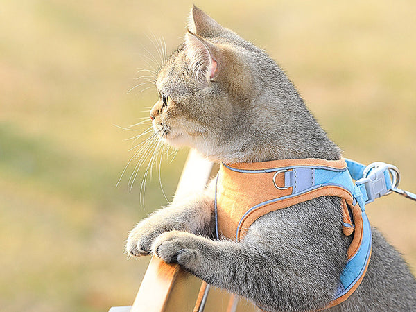 Cat Harness and Leash Set, Cat Breathable Harness and Rope in Pastel Colours