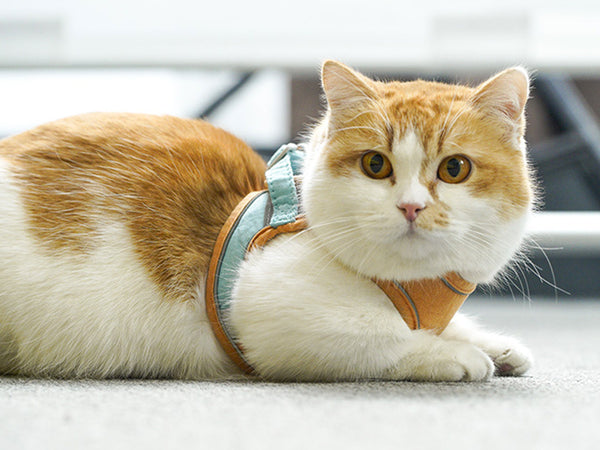 Cat Harness and Leash Set, Cat Breathable Harness and Rope in Pastel Colours