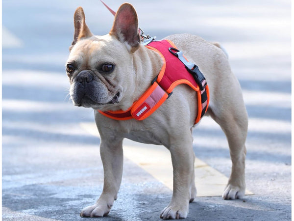 Dog Leash and Harness Set in Faux Suede, Saddle Dog Harness and Leash